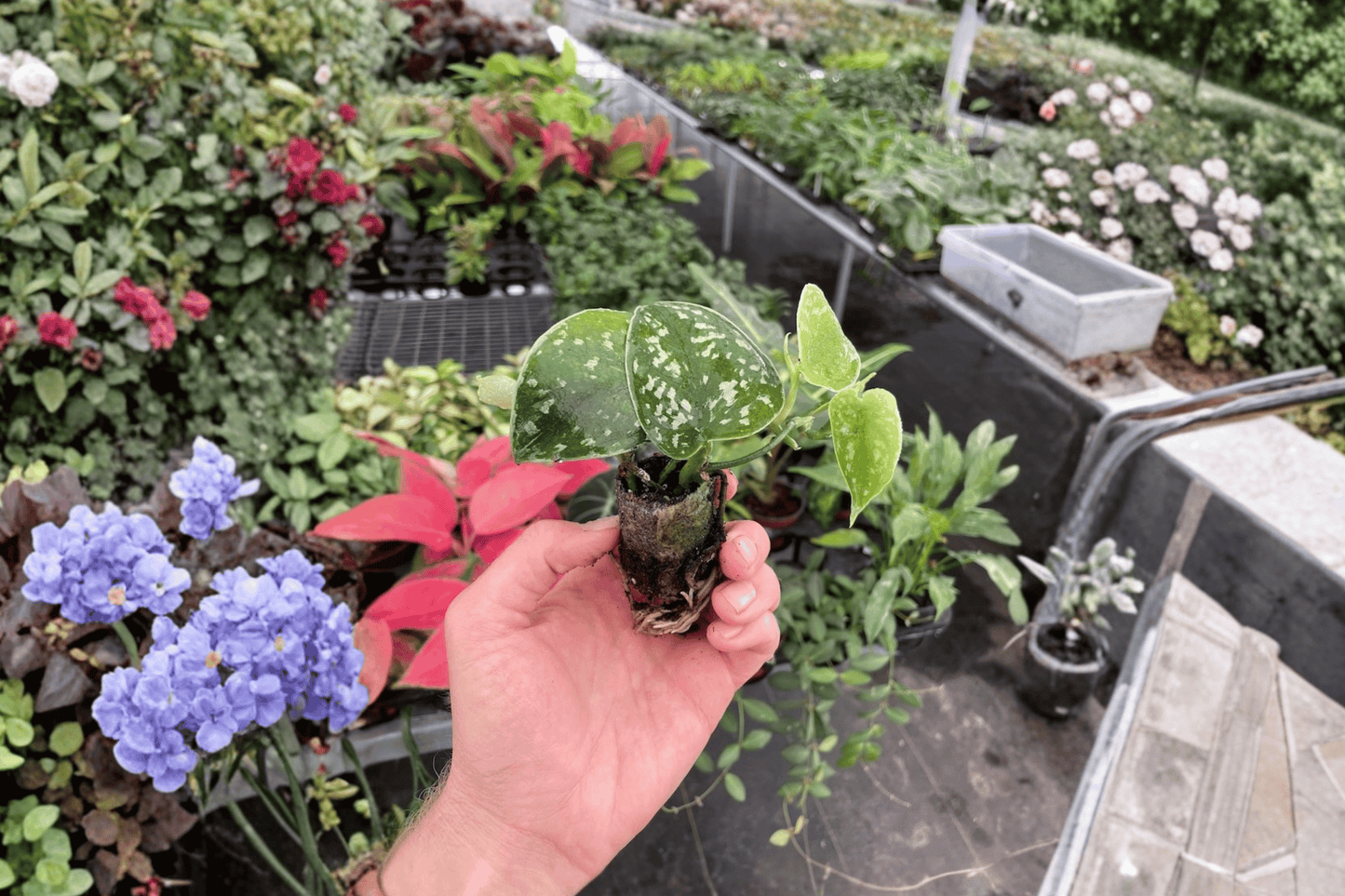 2 Scindapsus Exotica Starter Plants – Bare Root Live Scindapsus pictus 'Exotica'