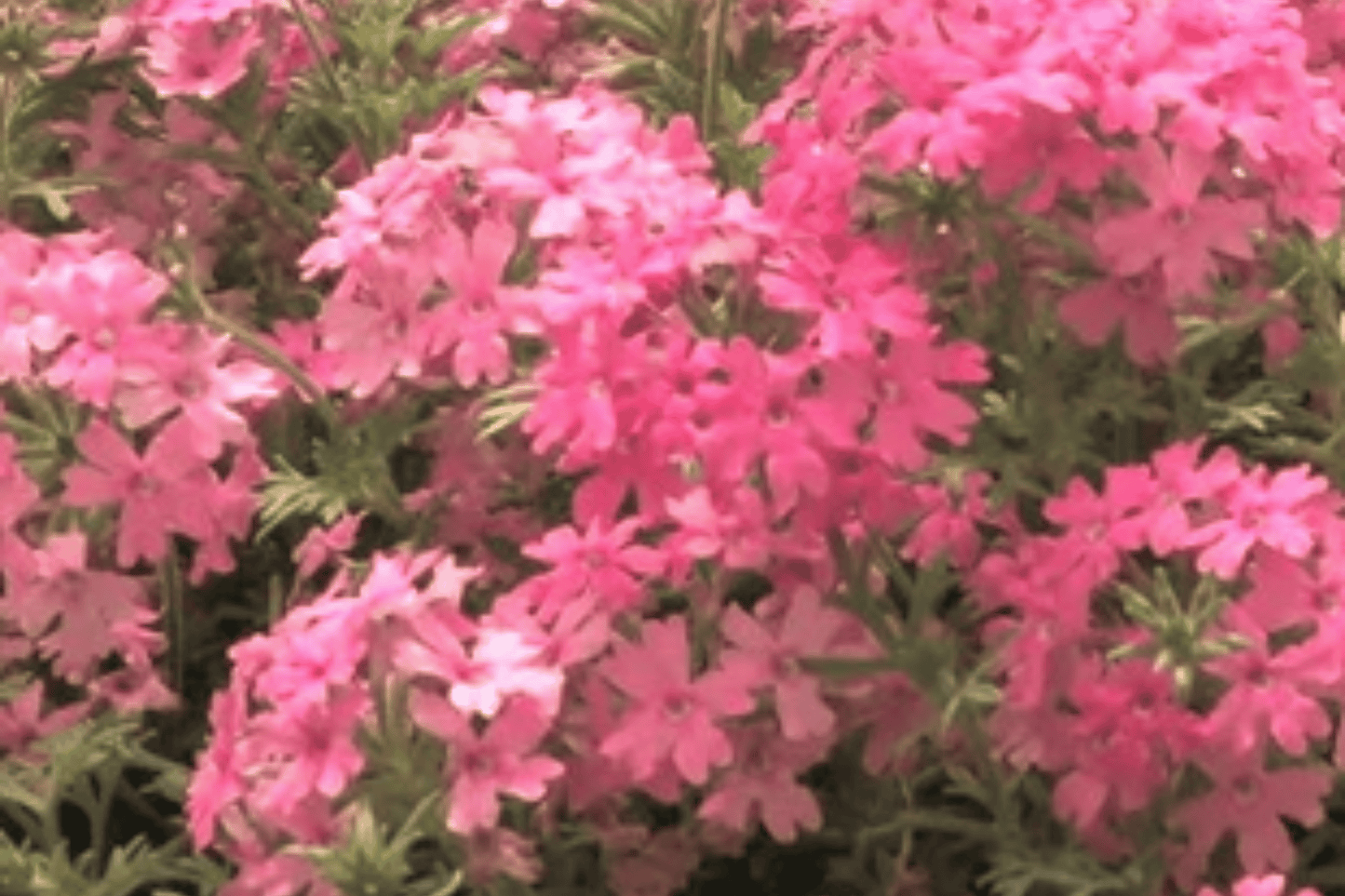 Tapien Pink Verbena Live Plant – 4-Inch Pot – Verbena Hybrid 'Tapien Pink'