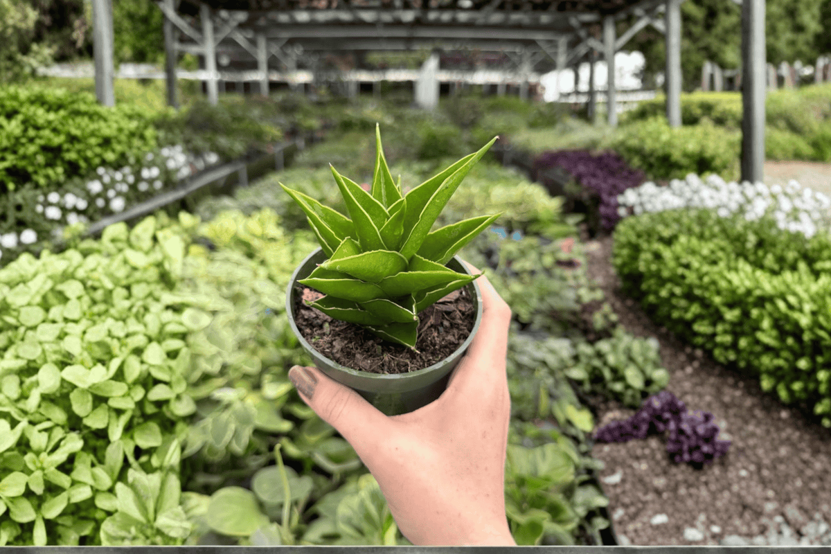 2 Sansevieria Jewel Crown Exact Live Plants – Specific Plants in 4” Pots