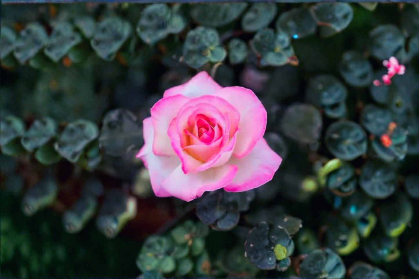 Princesse de Monaco Rose Plant 1 Gallon Live Bush – Grandiflora Pink White Rose Garden Shrub