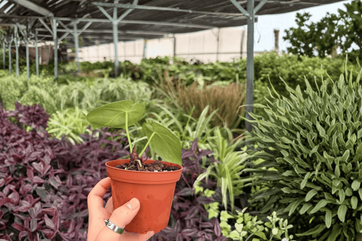 Anthurium Silver x Papi Golden 2 Exact Live Plants – Specific 4-Inch Pots – Anthurium Hybrid