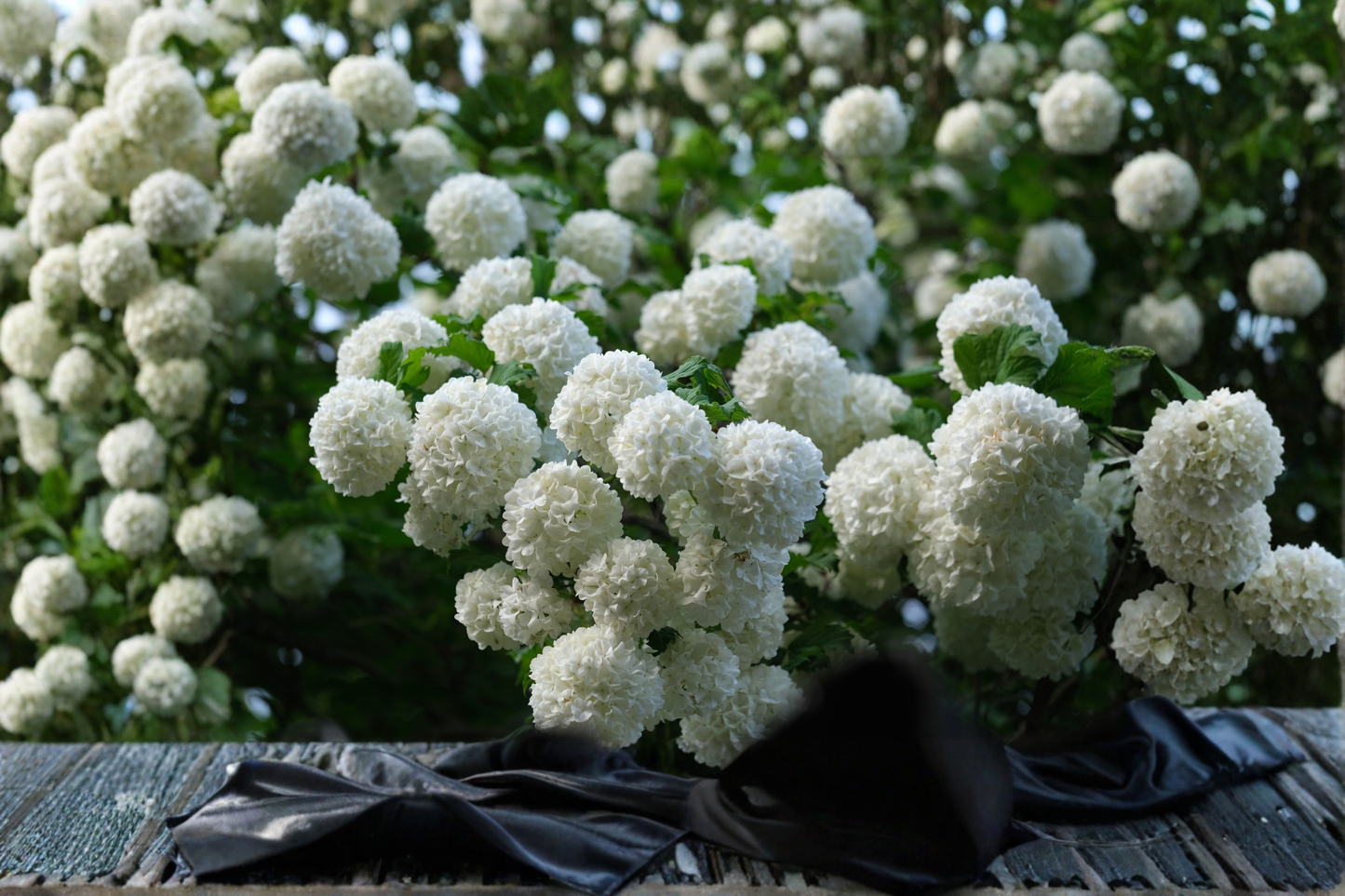 Old Fashion Snowball Viburnum Live Plant 4–12 Inches Tall in 4-Inch Pot – Viburnum opulus 'Roseum'