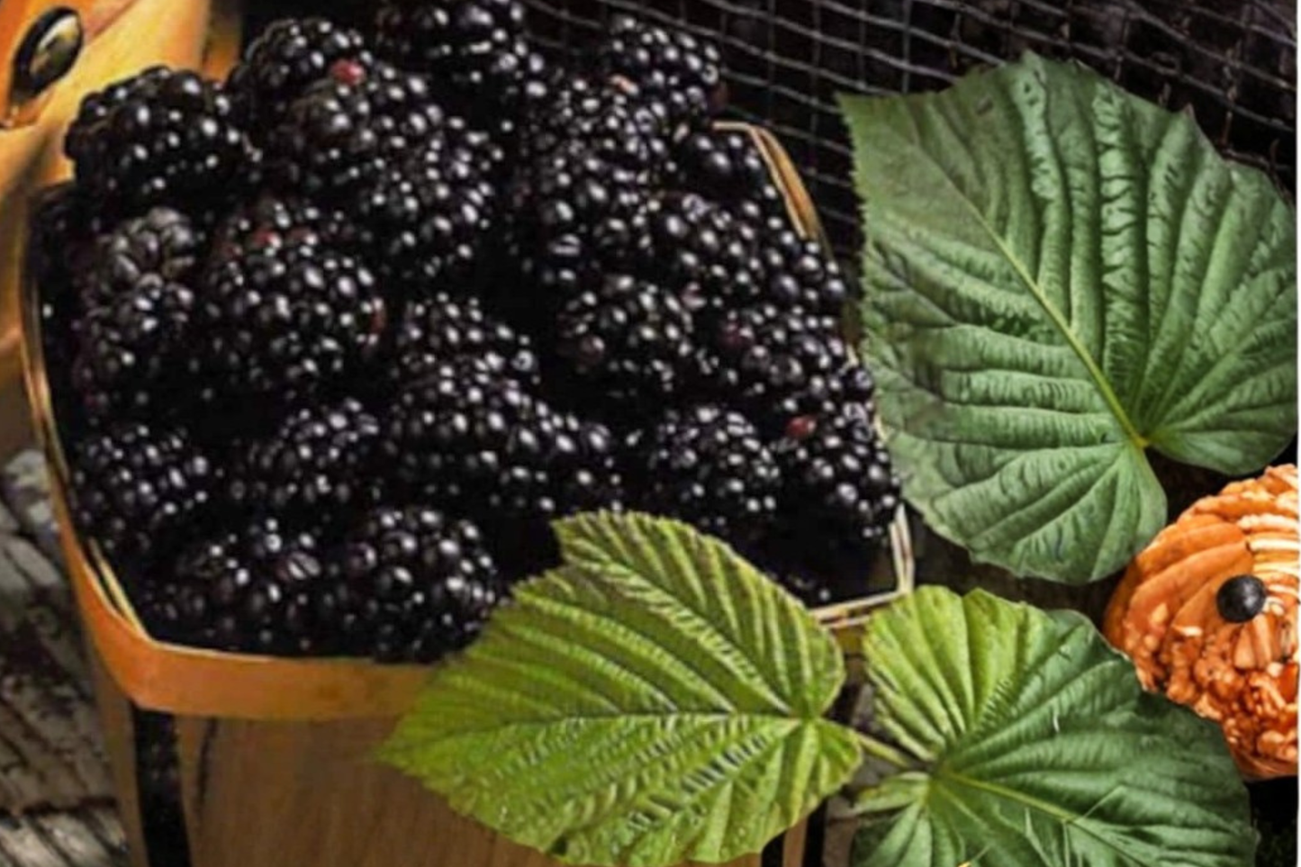Columbia Thornless Blackberry Seeds Giant Berry Fruit Plant 20 Seeds for Garden and Outdoor Growing