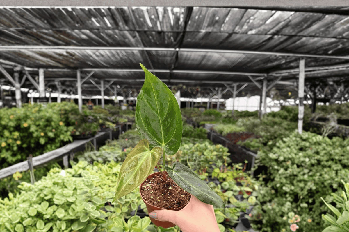 Anthurium Xone × Goliath – 2 Exact Live Hybrid Plants, 4-Inch Size – Anthurium Hybrid