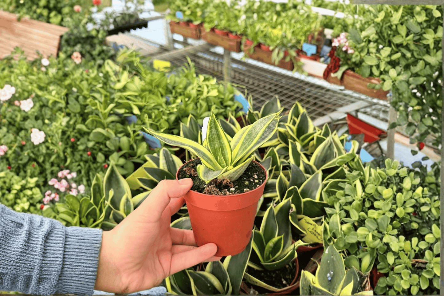 Sansevieria Golden Hahnii 2 Live Plants – 4-Inch Pots – Dracaena trifasciata