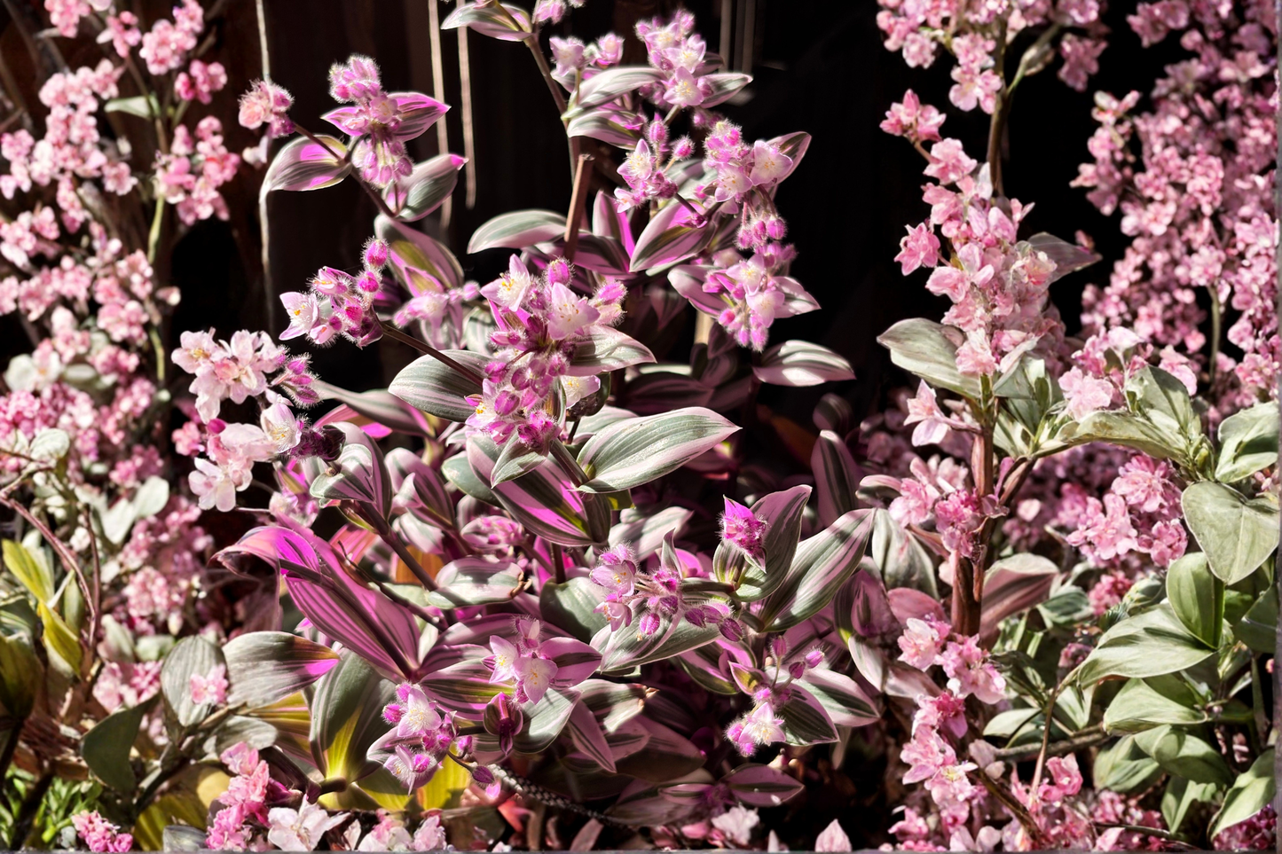 Tradescantia Nanouk 5 Live Cuttings 3–5 Inches – Pink Wandering Plant