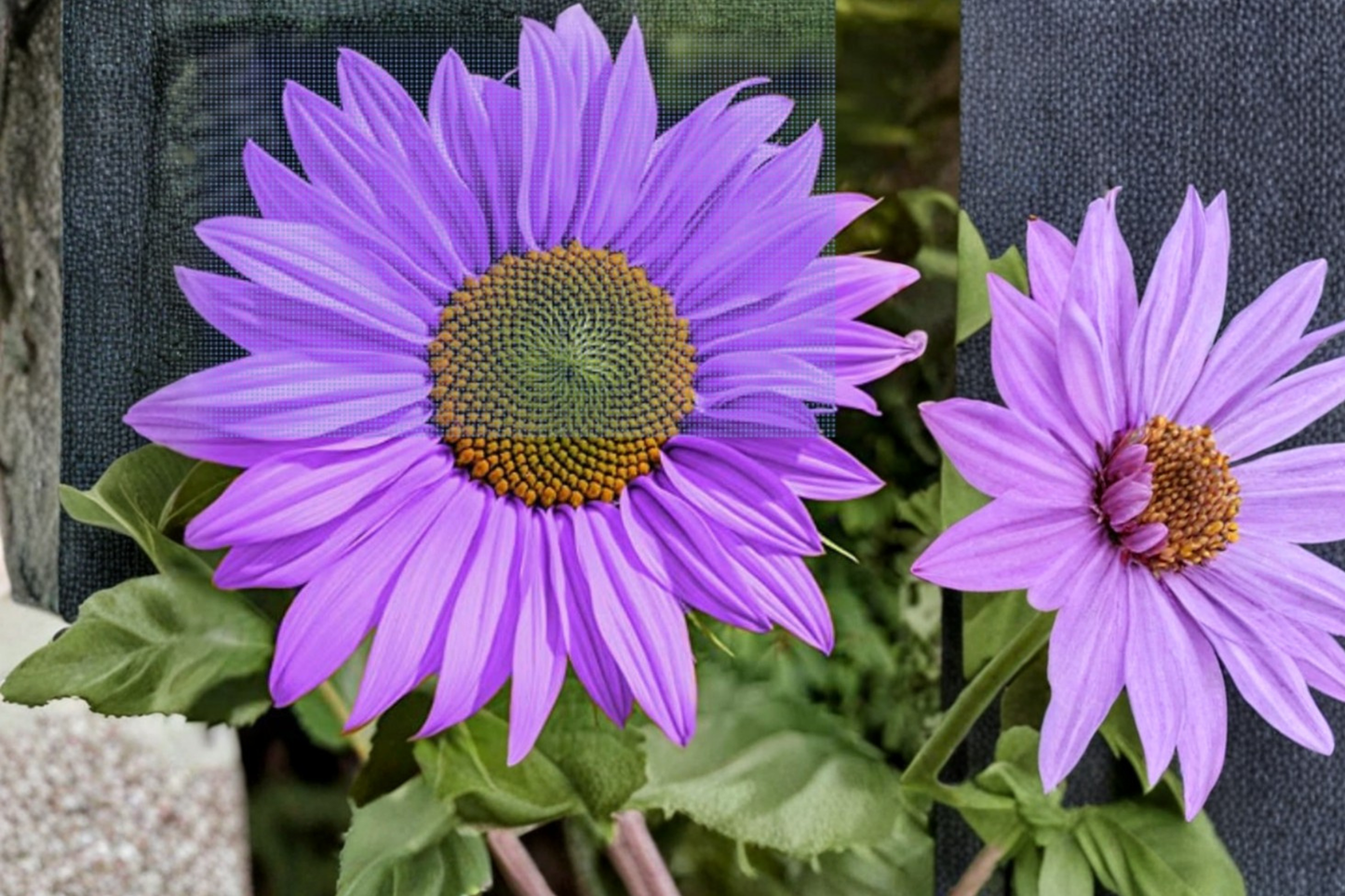 Rare Purple Sunflower Seeds 10 Pack Exotic Ornamental Flower Seeds Fresh Harvested USA Seller Fast Shipping