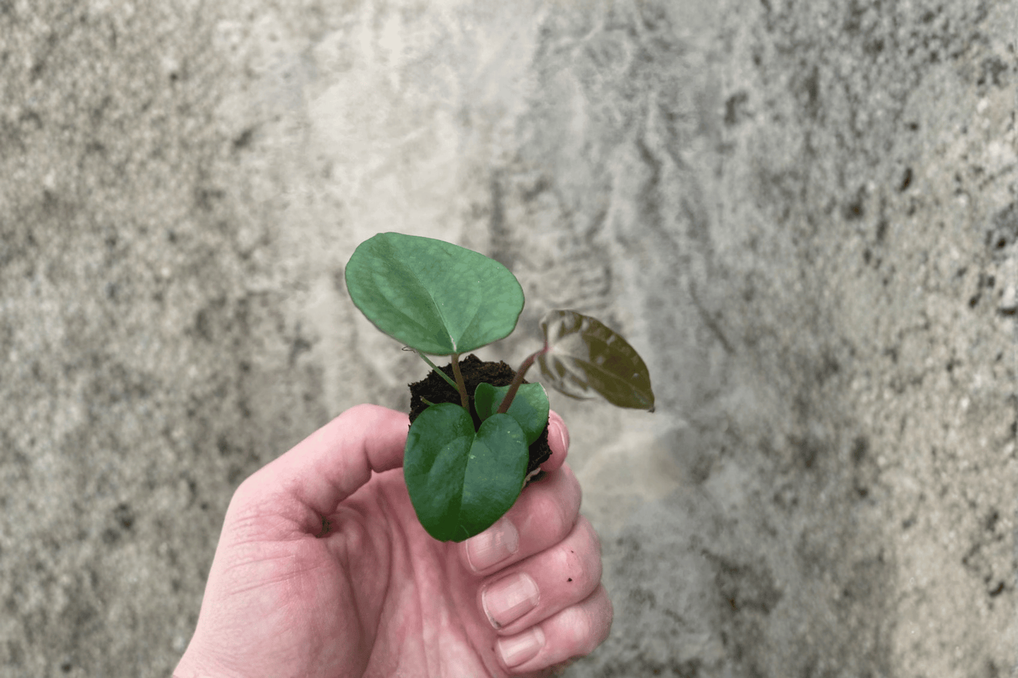 2 Anthurium Ace of Spades × Papillilaminum Starter Plants – Bare Root Hybrid