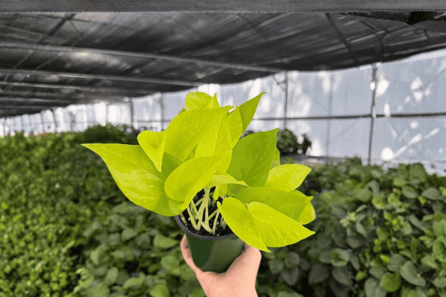 Neon Pothos 2 Exact Live Plants – 4-Inch Pots – Epipremnum aureum ‘Neon’