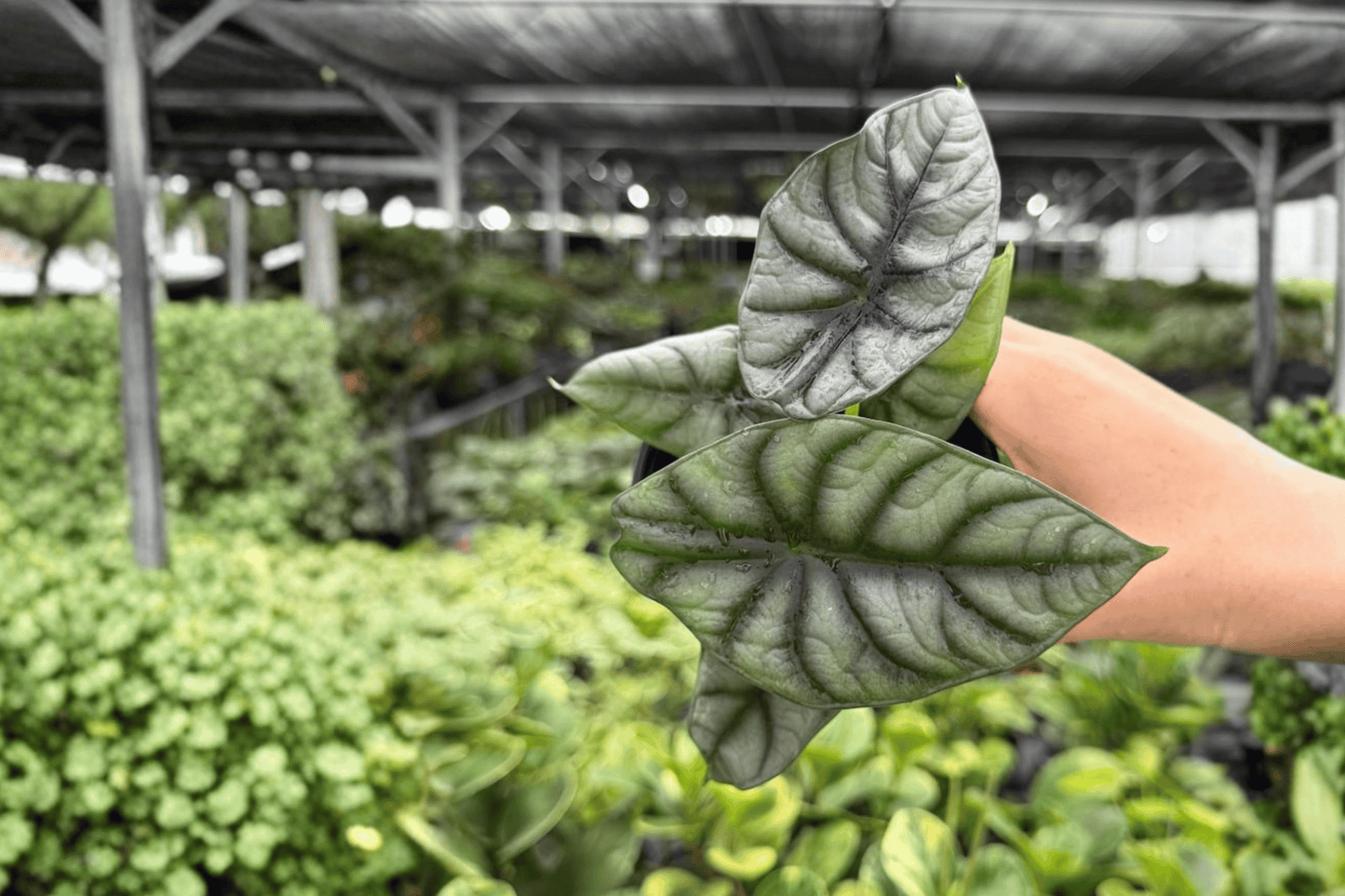 2 Exact Alocasia 'White Dragon' (Silver Dragon × Nebula) Live Plants in 4-Inch Pots