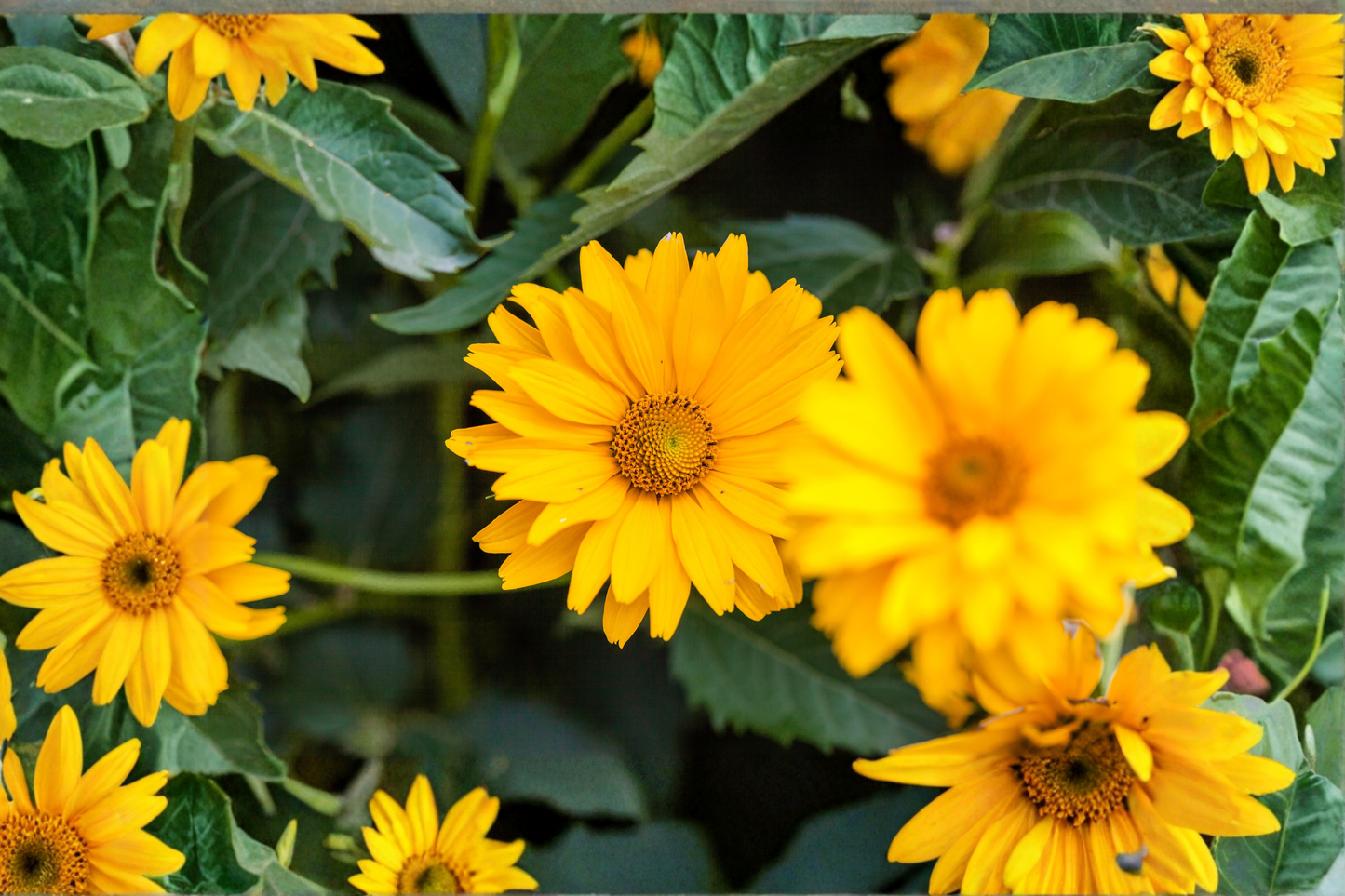 Sunstruck False Sunflower Live Plants 3 Rooted Starters in 1 Qt Pots Heliopsis Variegated Perennial Flower