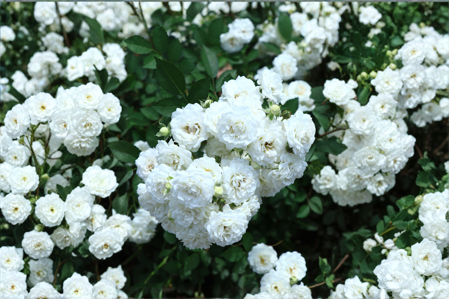 White Drift® Groundcover Rose Live Plant – 1 Quart Pot – Rosa 'Meizorland'