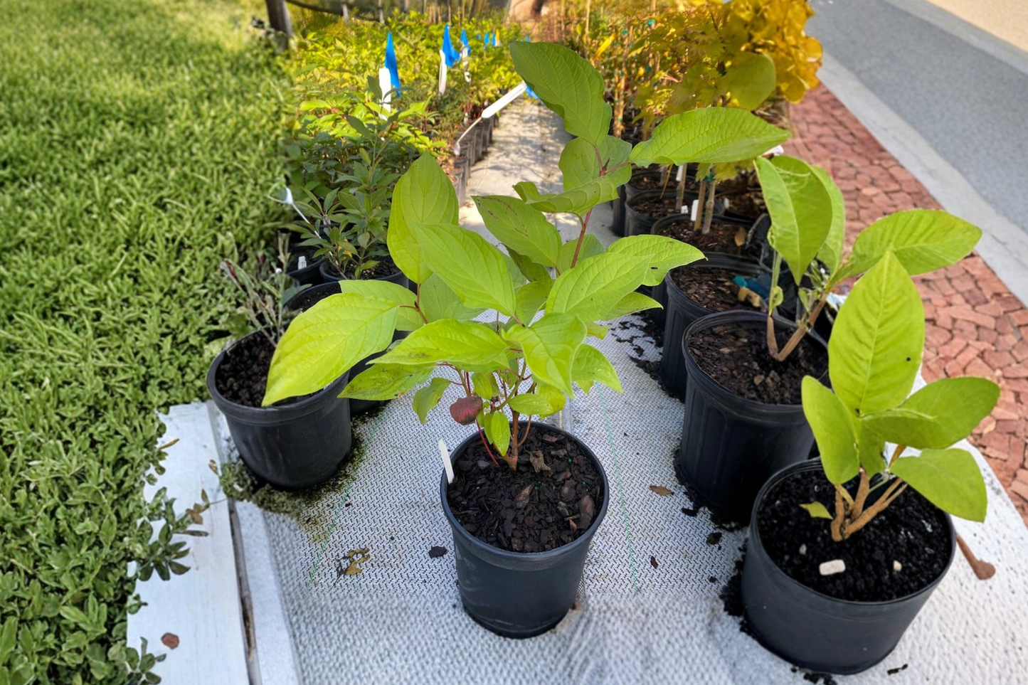 Prairie Fire Dogwood Live Plant 1 Gallon Pot – Red Twig Shrub Bright Winter Stems Landscape Garden