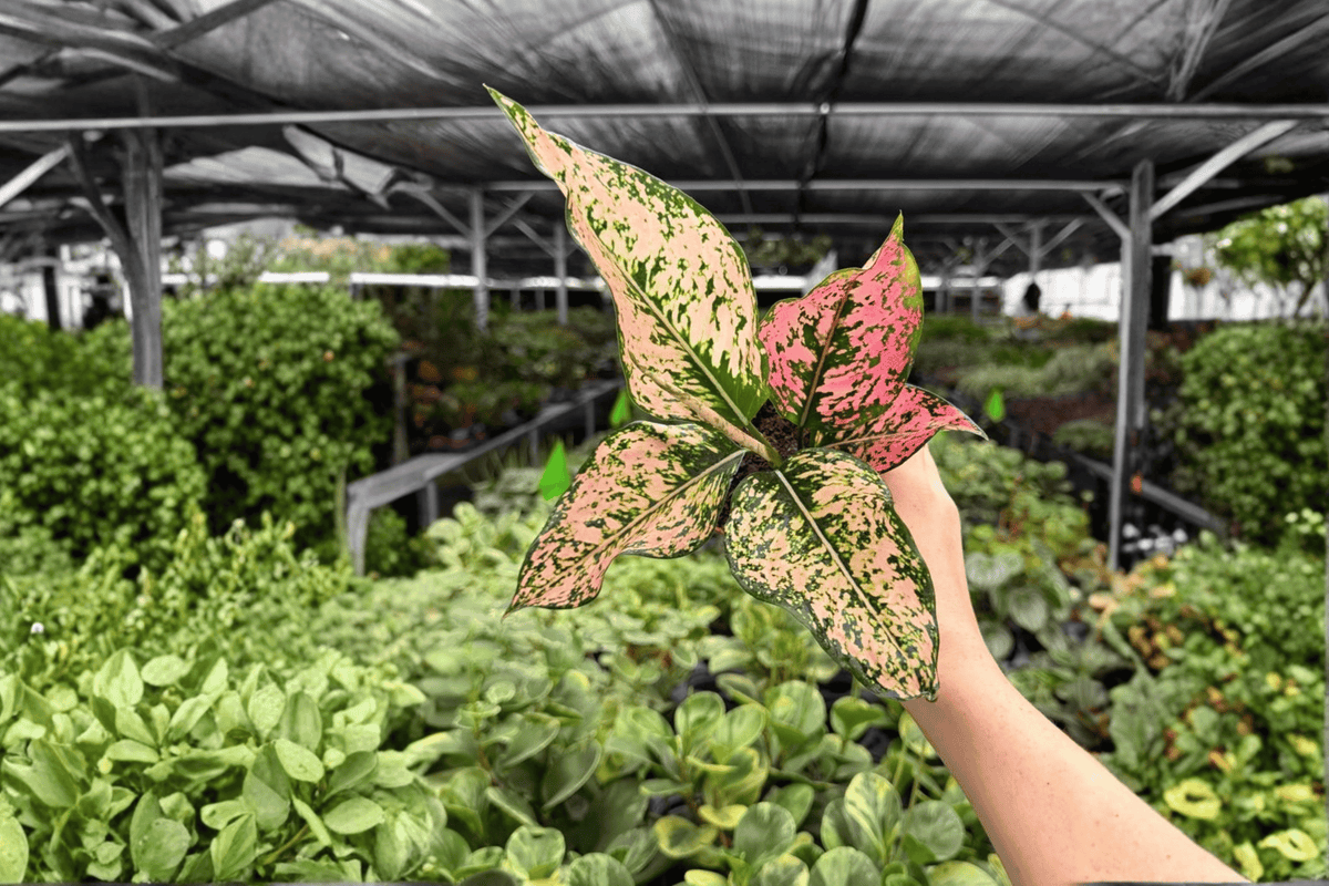 Aglaonema 'Light Pink Triphet' Exact Live Plant – Specific 4-Inch Pot