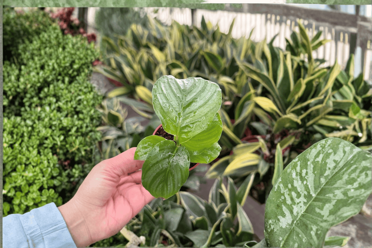 Calathea Orbifolia 2 Live Starter Plants – 2-Inch Pot Format – Goeppertia orbifolia
