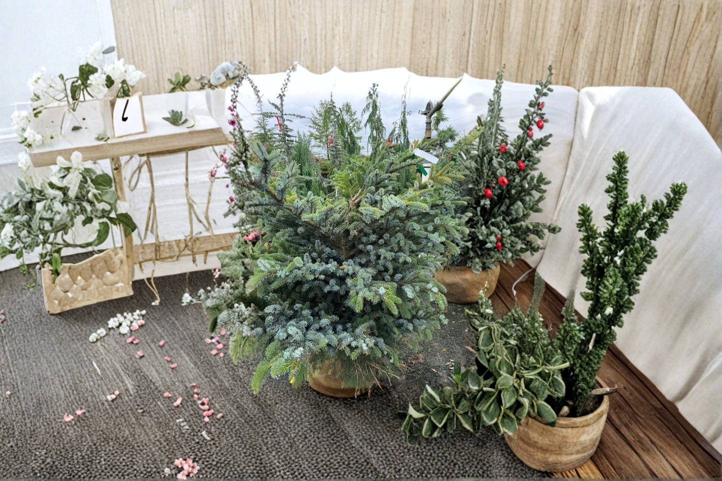Tigertail Spruce ‘Howell’s Dwarf’ 12” Live Plant – Picea bicolor Unique Evergreen Conifer in 1 Gallon Pot