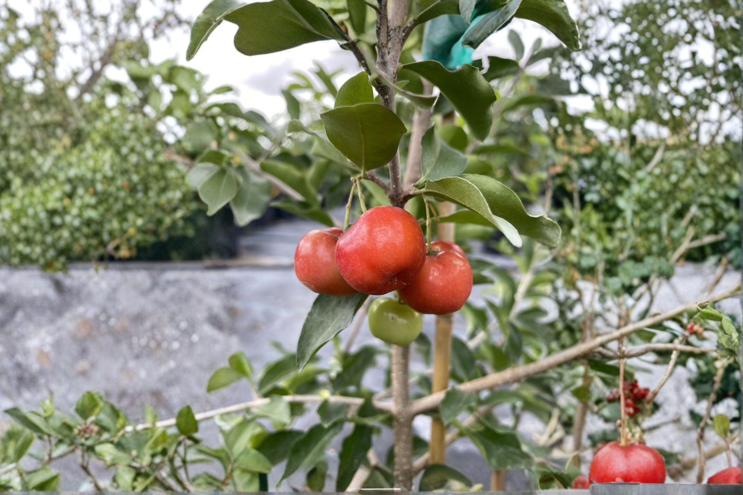 Barbados Cherry Tree Live Plant 2 Gallon Florida Sweet Acerola Cherry Fruit Tree Tropical Patio Garden Plant