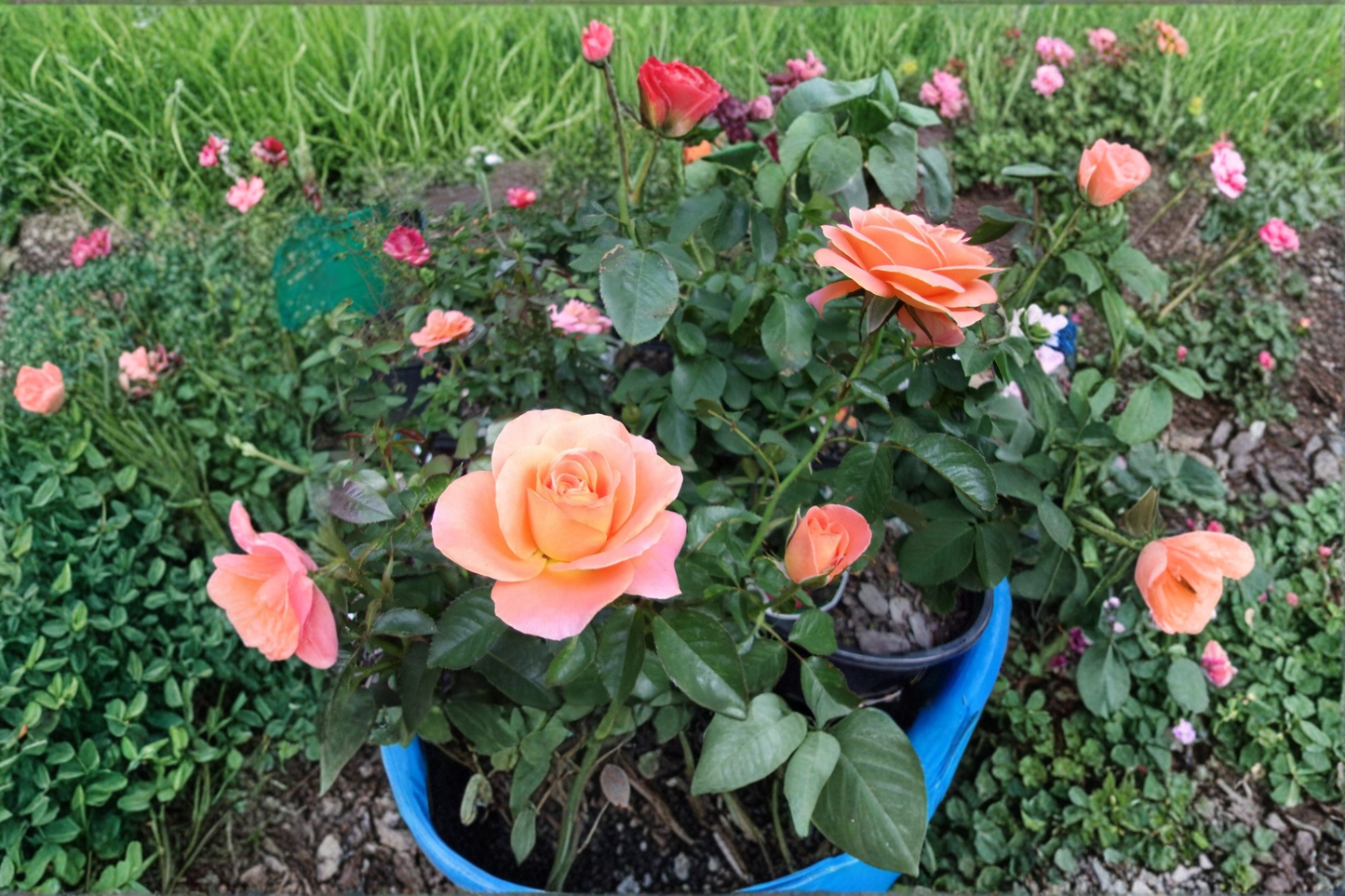 New Year Grandiflora Rose Plant 5 Gal – Live Orange Rose Bush with Large Blooms for Garden Landscaping Outdoor Shrub