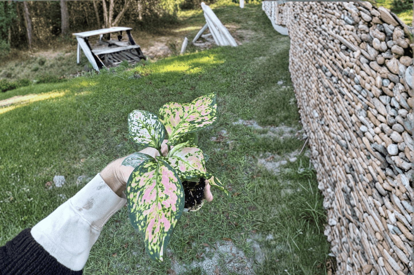 2 Aglaonema Wishes Starter Plants – Aglaonema Hybrid Bare Root