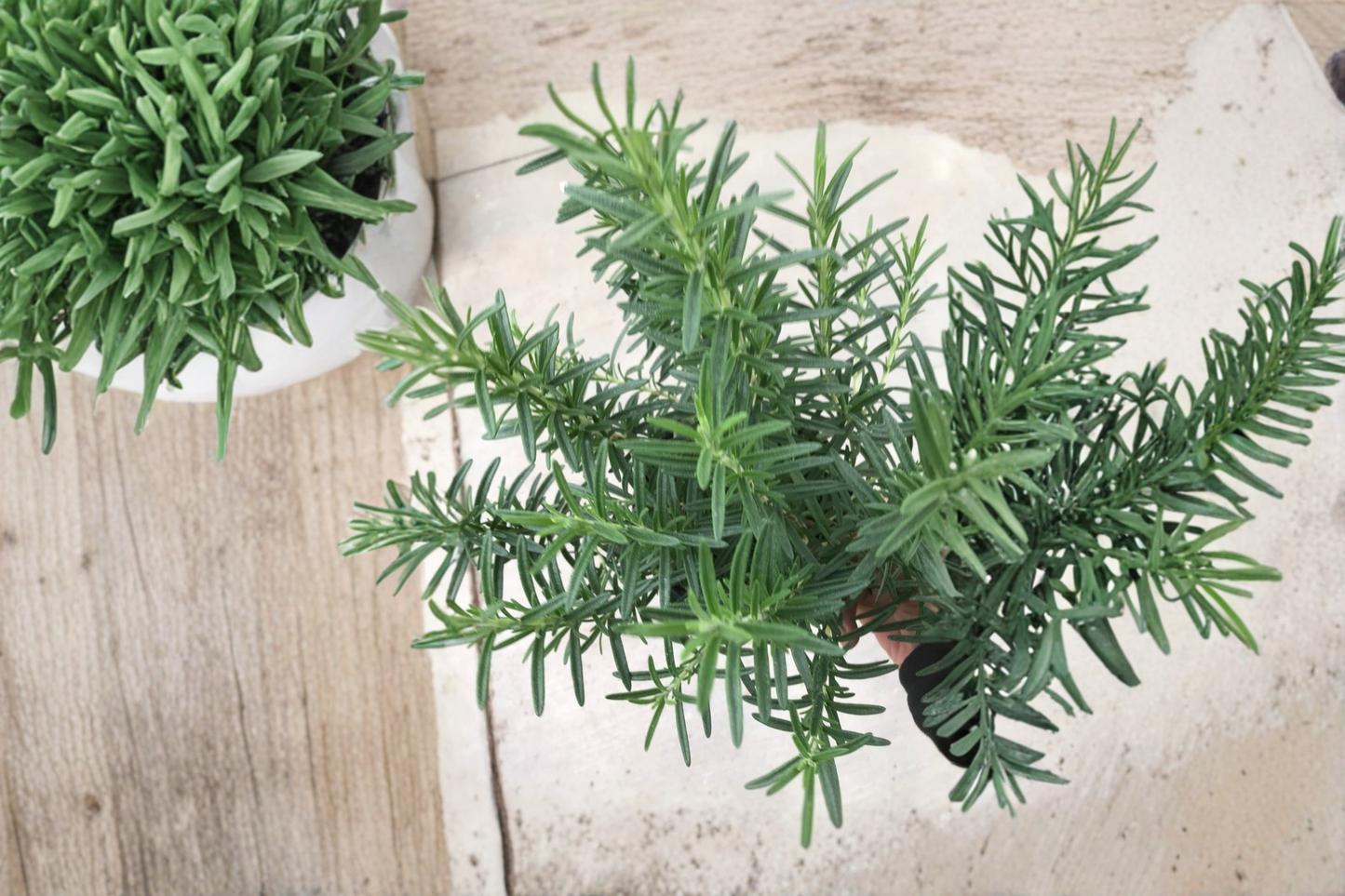 Salem Rosemary Live Plant Rooted Rosemary Herb Plant Salvia Rosmarinus Perennial Garden Herb Shipped Without Pot