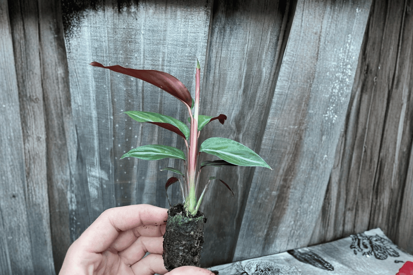 Calathea Sanguinea 2 Live Starter Plants – 2-Inch Starter Size – Goeppertia sanguinea