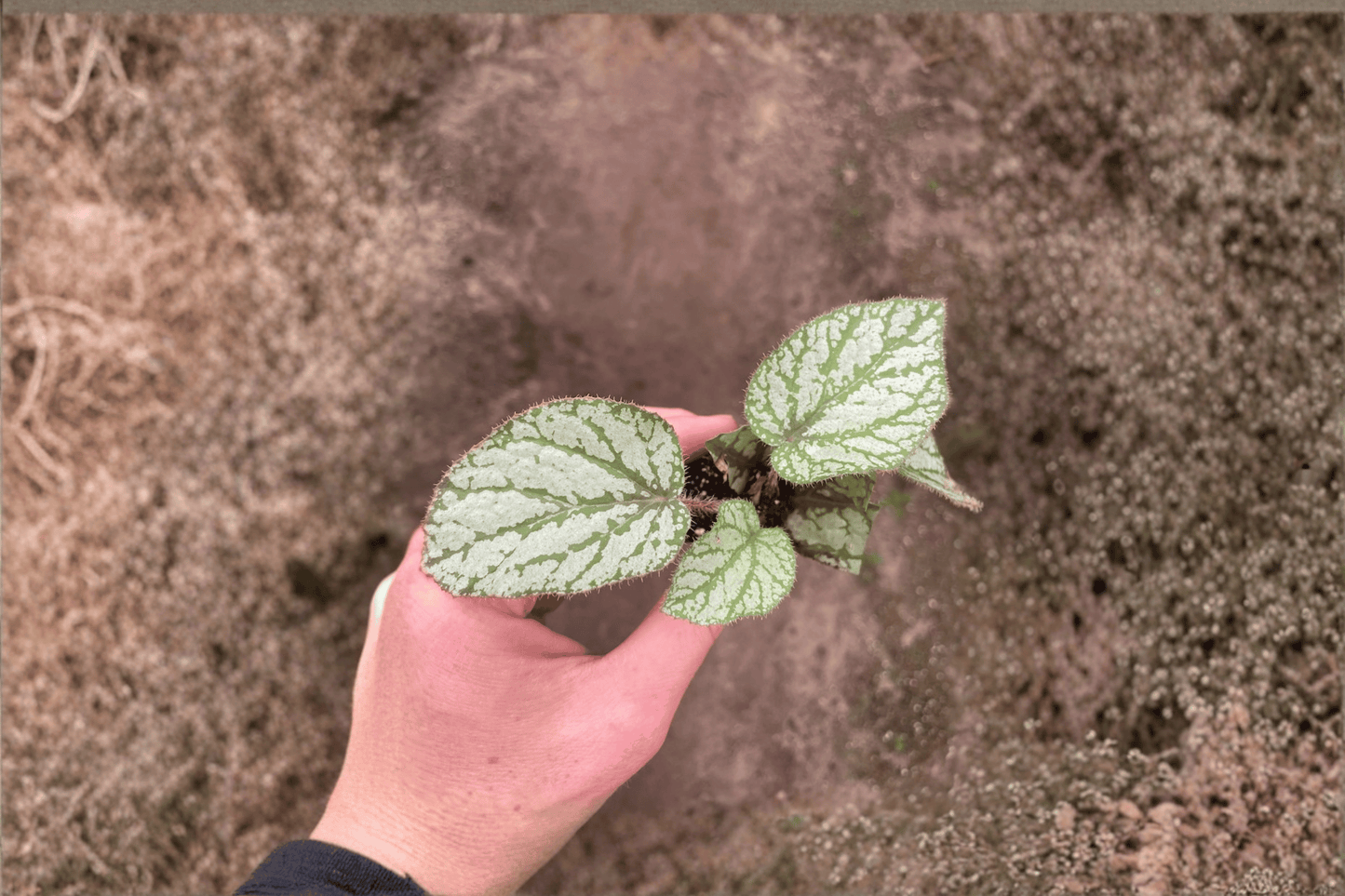 2 Begonia U309 Starter Plants – Bare Root – Begonia U309