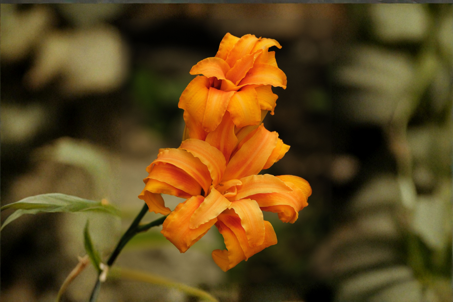Kwanso Daylily 6 Live Bare Root Plants – 2-Year Established Perennials (Hemerocallis fulva 'Kwanso')
