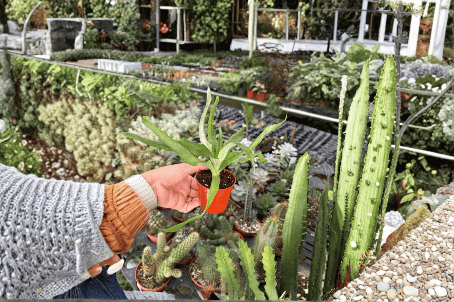 2 Sugarloaf Pineapple Starter Plants in 2-Inch Pots – Ananas comosus 'Sugarloaf'