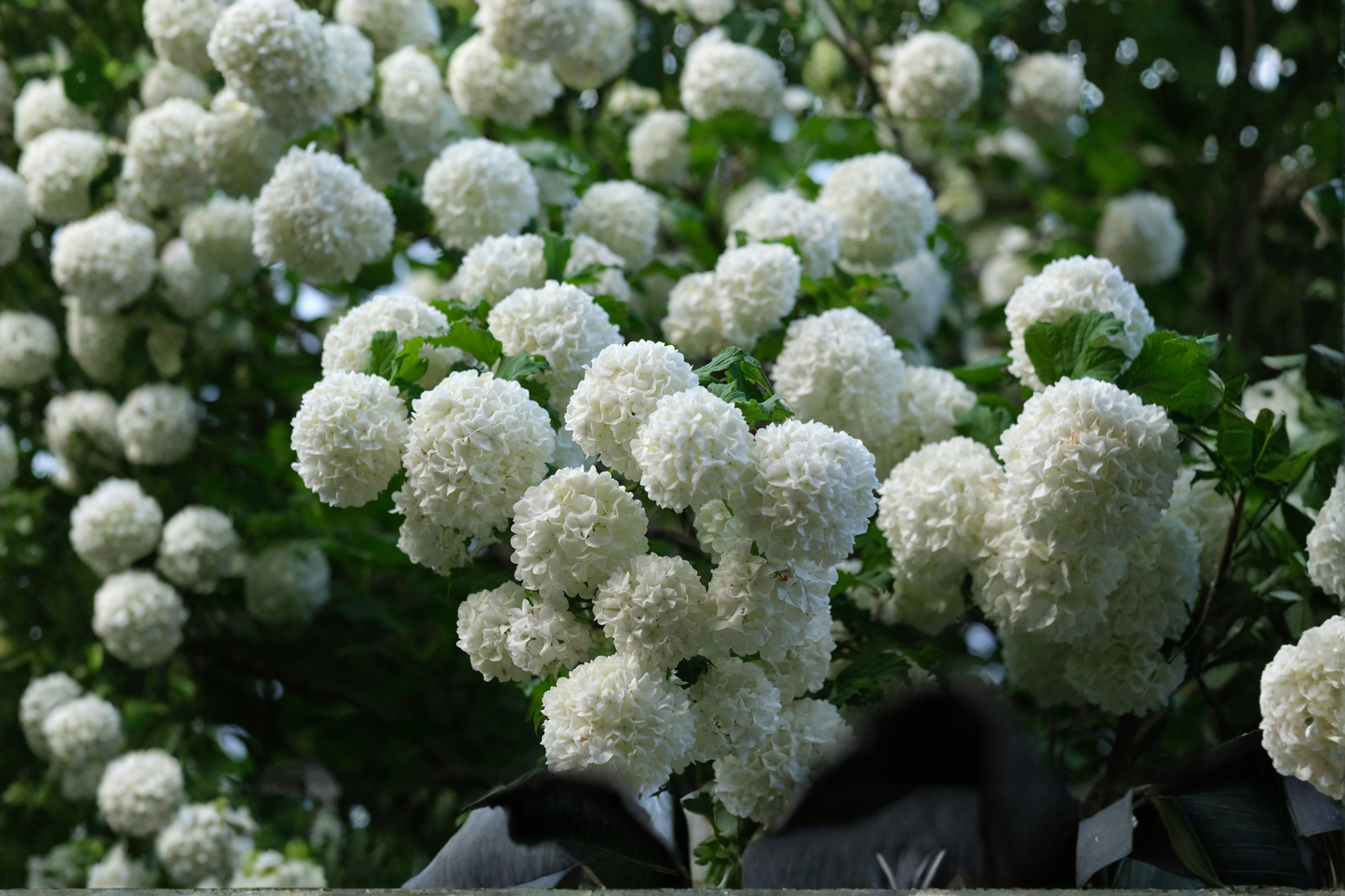 Old Fashion Snowball Viburnum Live Plant – 4–12 Inches Tall – 4-Inch Pot – Viburnum opulus 'Roseum'