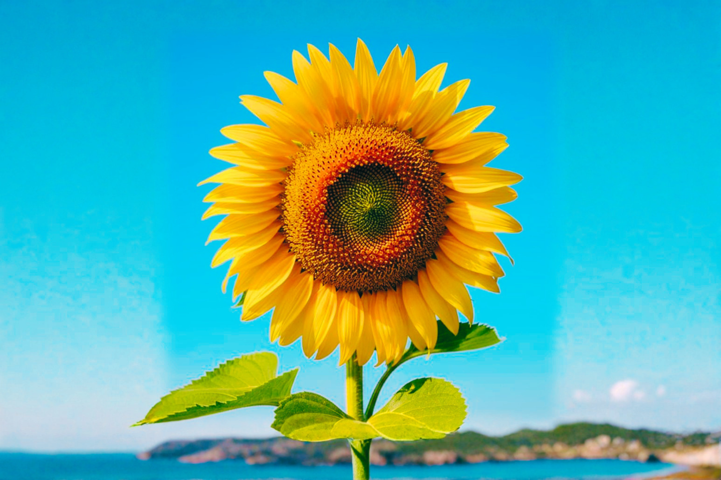 Rare Giant Sunflower Seeds 10 Pack Huge Bloom Ornamental Flower Seeds for Outdoor Garden Planting USA Seller