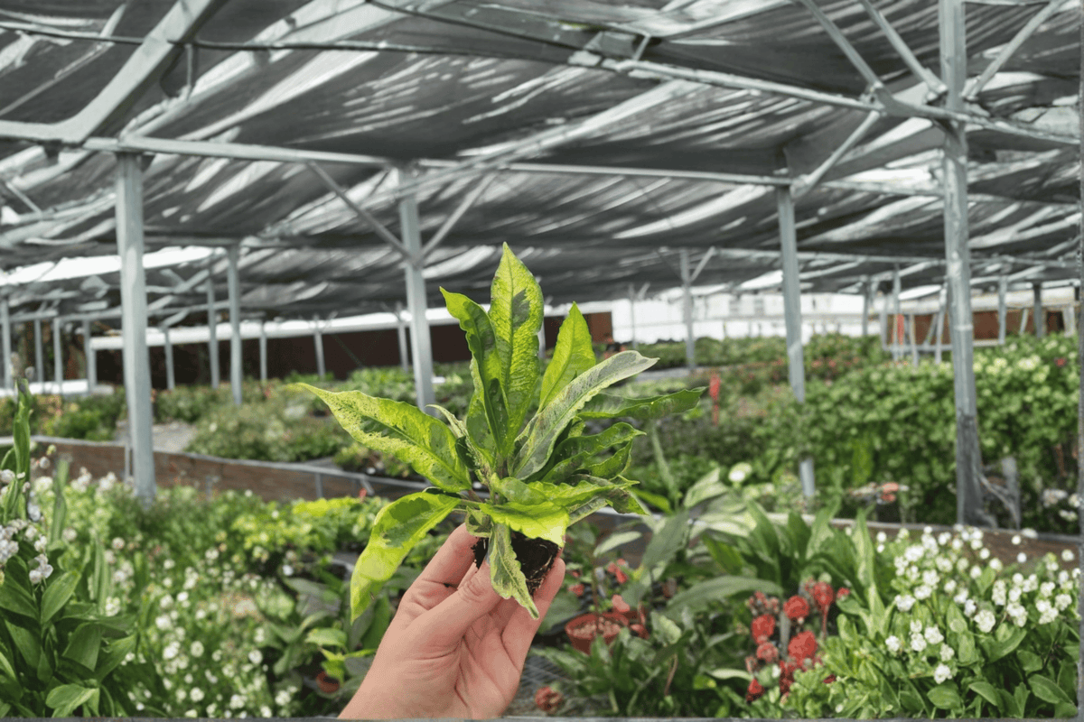 2 Codiaeum variegatum Starter Plants – Bare Root – Variegated Croton Live Plants