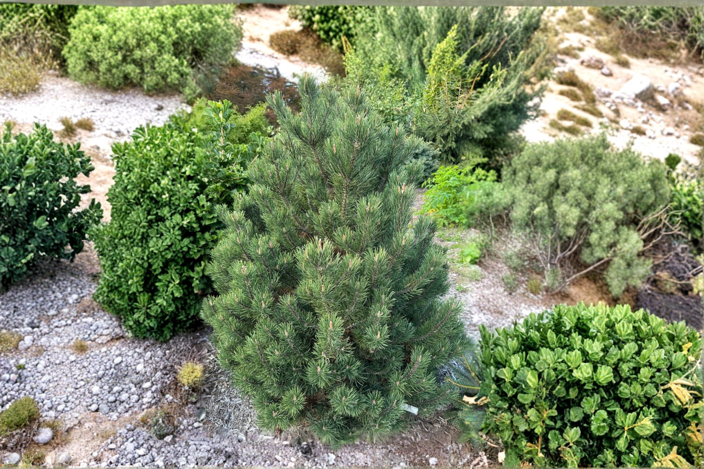 Swiss Mountain Pine Live Plant 1 Gallon Pot 12 Inch Tall – Silver Candles Evergreen Dwarf Pine Garden