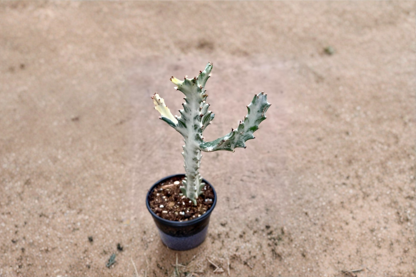 White Ghost Euphorbia Live Plant Variegated Milk Tree Succulent Indoor Houseplant Thorny Starter Plant Decor Gift