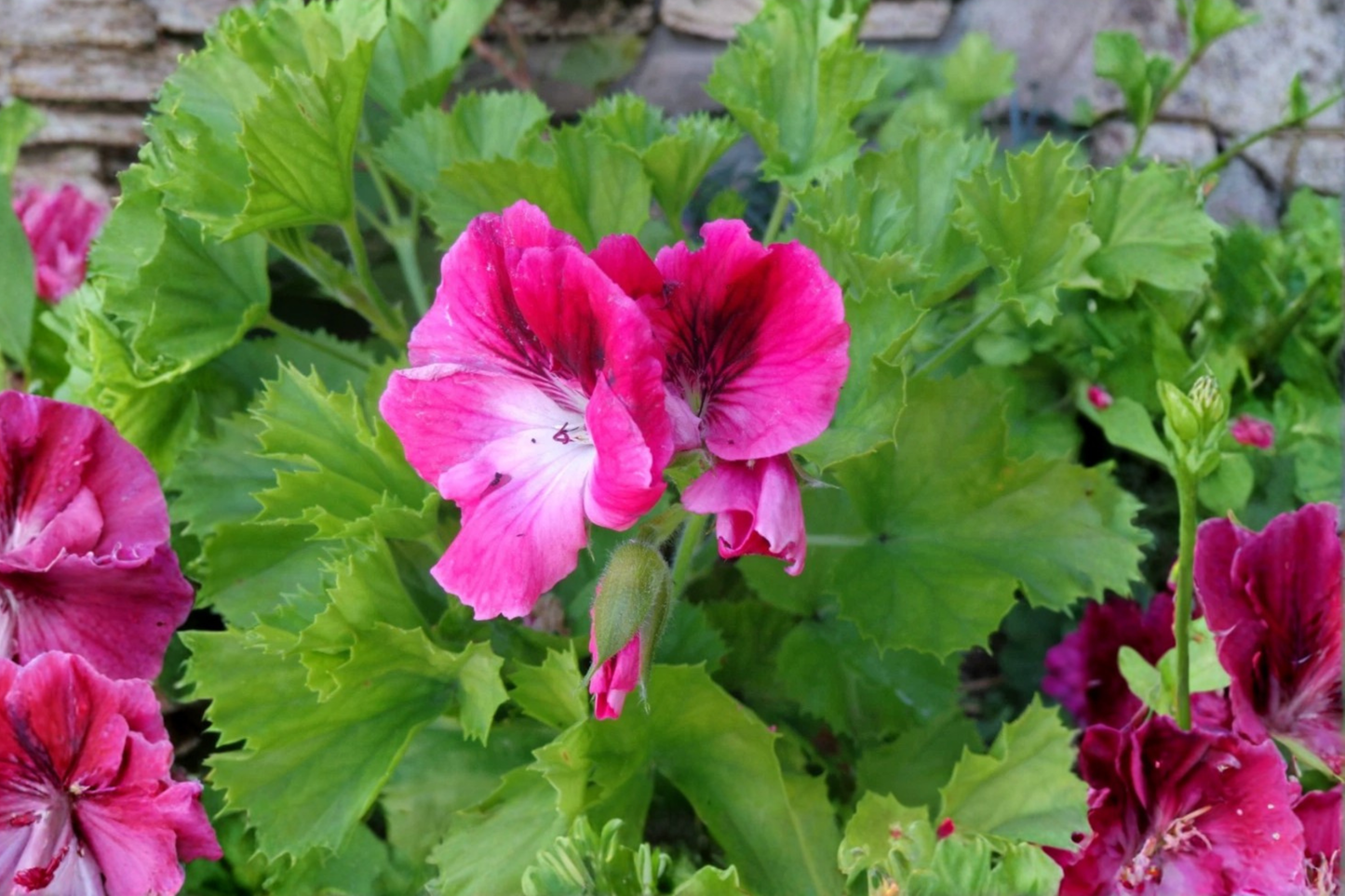 Royal Regal Geranium Pink & White Live Plant – Pelargonium × domesticum