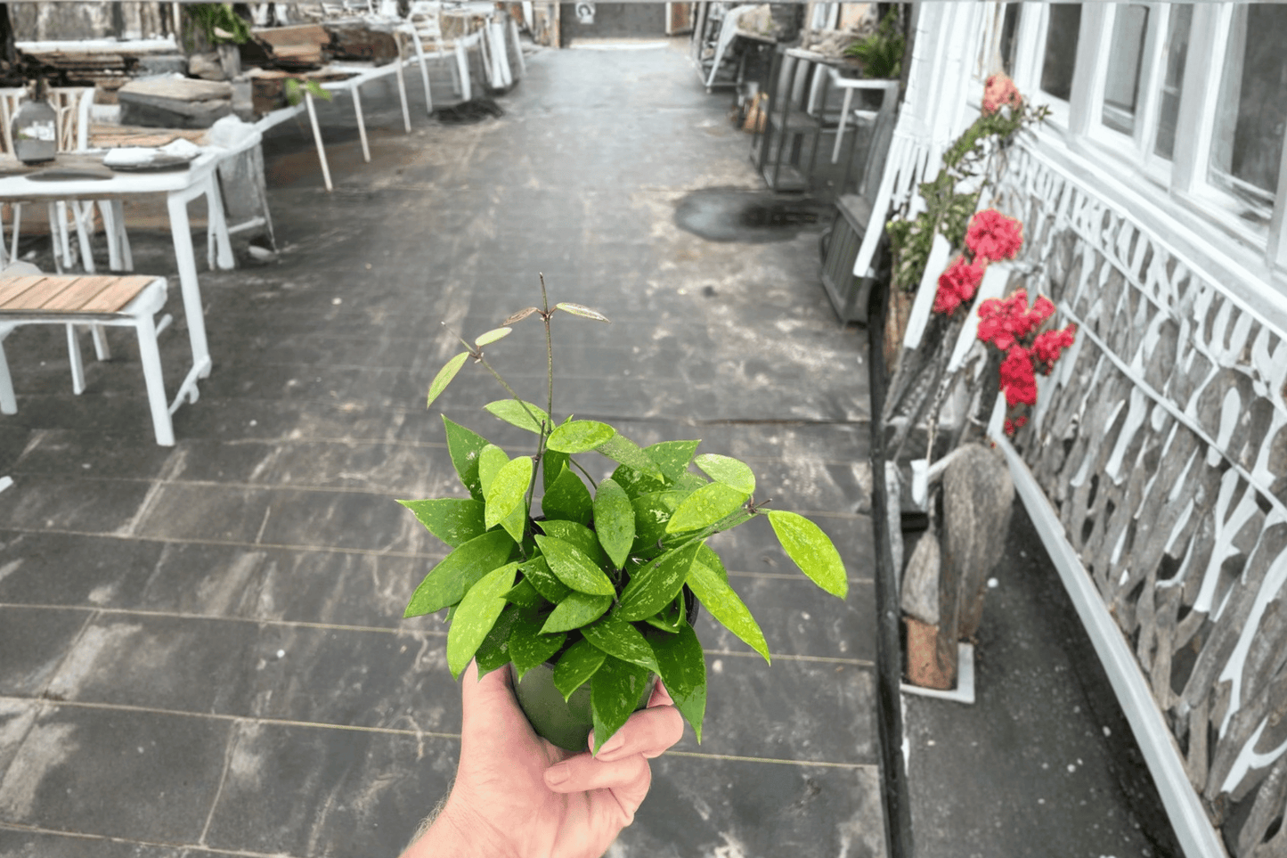 Hoya gracilis 2 Live Plants – 4-Inch Pots