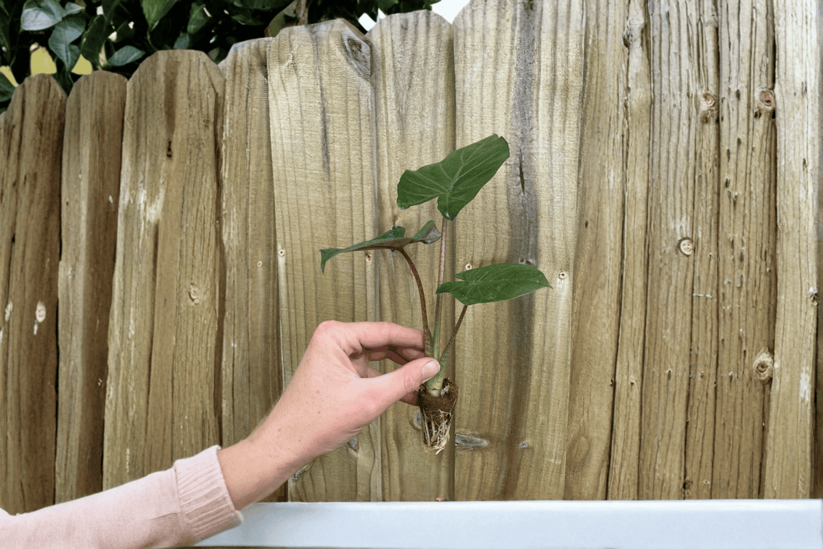 2 Alocasia 'Metalhead' (Portora × Lauterbachiana) Starter Plants – Bare Root Live Plants