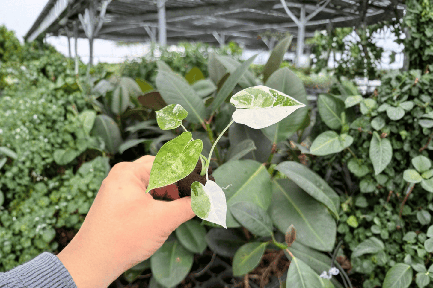 Variegated Alocasia Frydek 2 Exact Live Starter Plants – Alocasia micholitziana ‘Frydek’