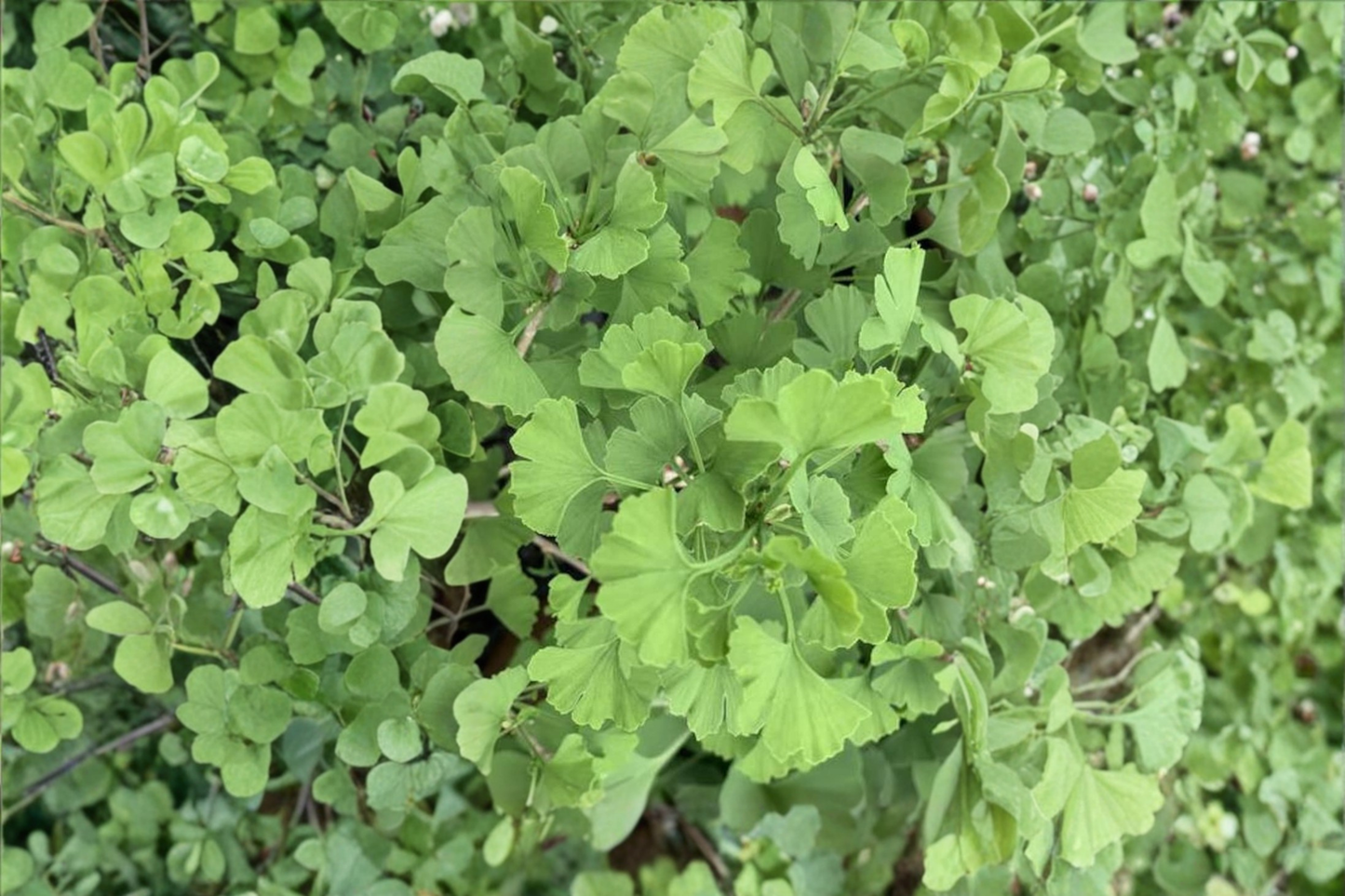 Ginkgo ‘Folkert’s Select’ Live Plant 12 Inch Tall – Ginkgo biloba 1 Year Graft Upright Ornamental Tree Garden Plant