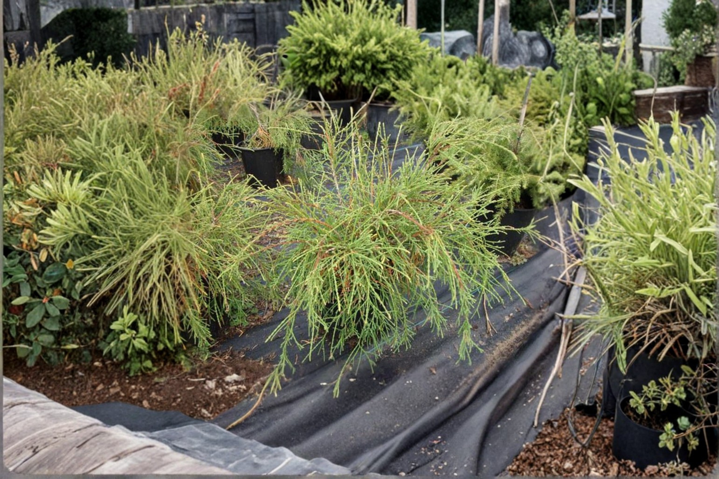 Threadleaf Arborvitae Filiformis Live Plant 1 Gallon Pot – Thuja occidentalis Evergreen Shrub Fine Texture Landscape Conifer