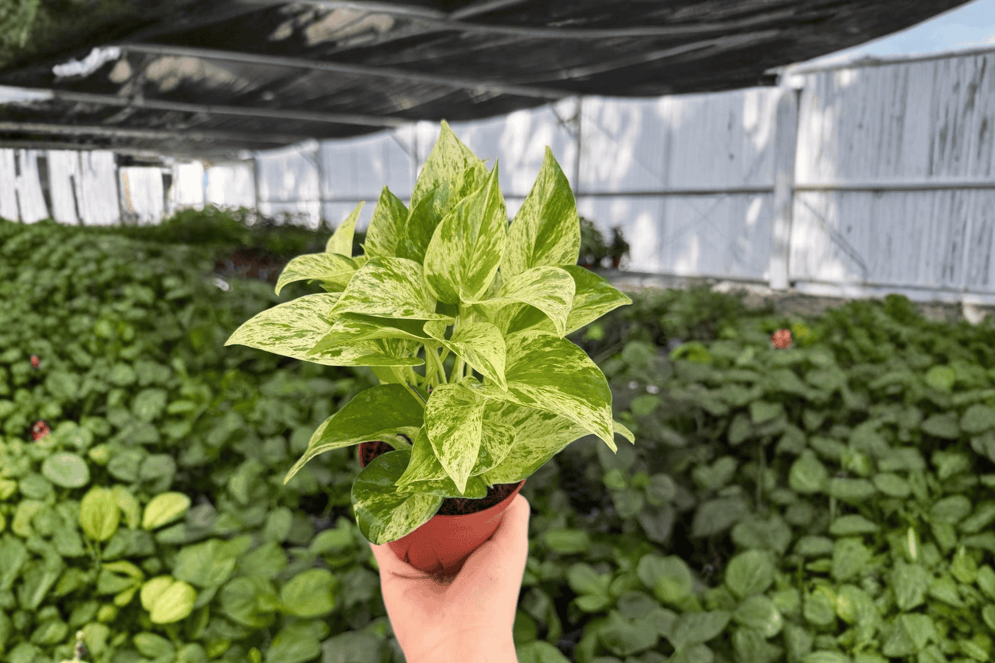 Snow Queen Pothos 2 Exact Live Plants – 4-Inch Pots – Epipremnum aureum ‘Snow Queen’