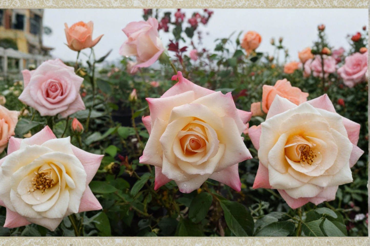 Garden Party Hybrid Tea Rose Plant 1 Gal Yellow White Pink Rose Bush Live Outdoor Garden Flowering Shrub