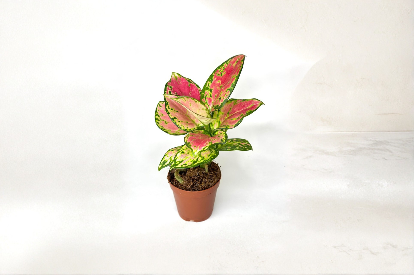 Aglaonema Pink Beauty Live Plant Pink Chinese Evergreen Indoor Houseplant Rooted Starter Plant 2 Inch Pot Gift