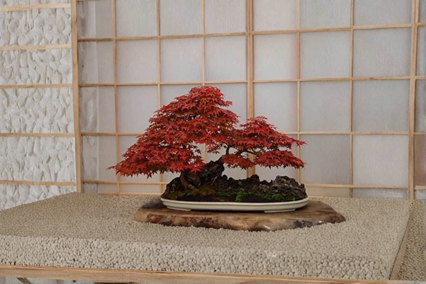 Rare Bloodgood Japanese Maple Seeds 5 Pack Red Ornamental Tree Seeds for Indoor Outdoor Garden Growing USA Seller