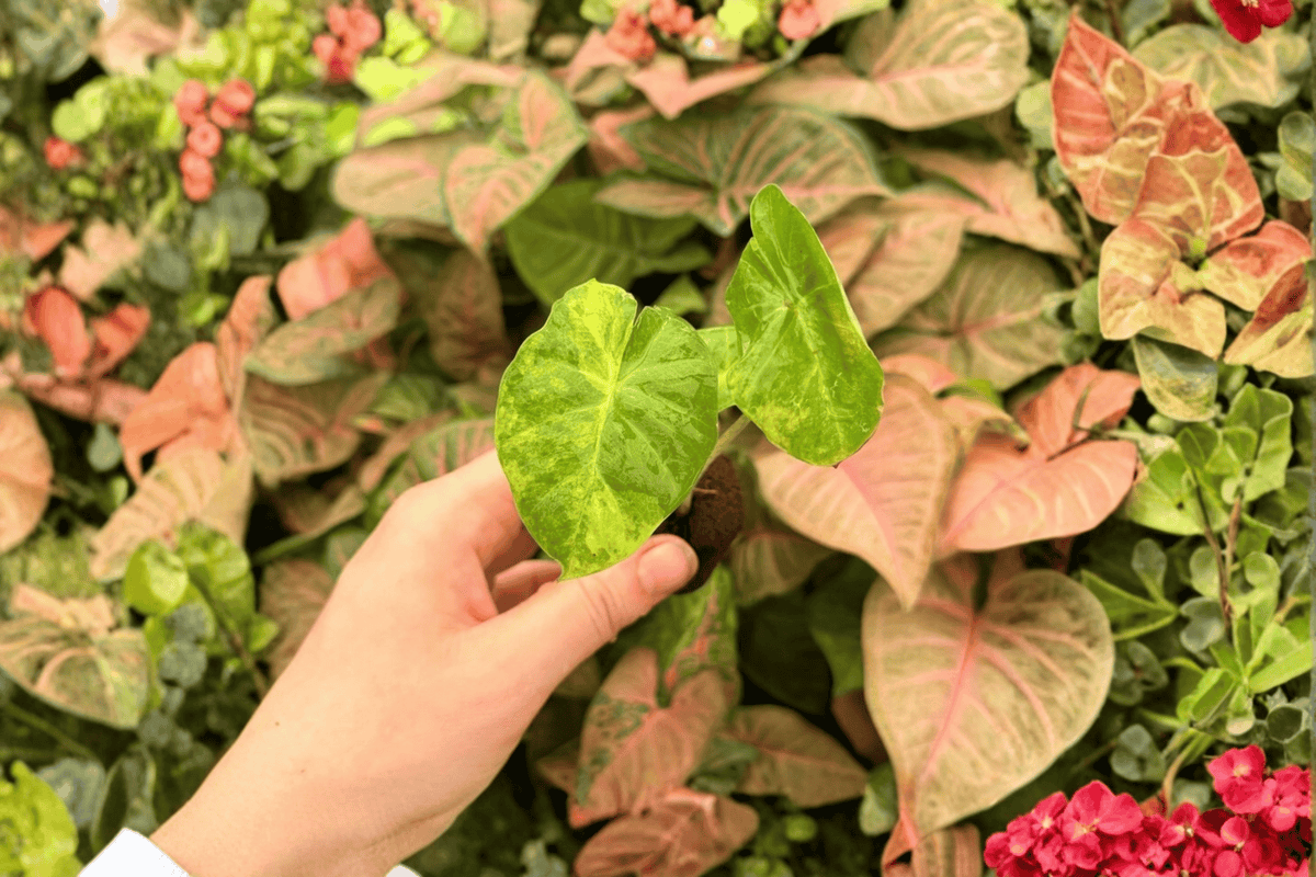 2 Alocasia 'Portora Aurea' Exact Starter Plants – Variegated Live Alocasia