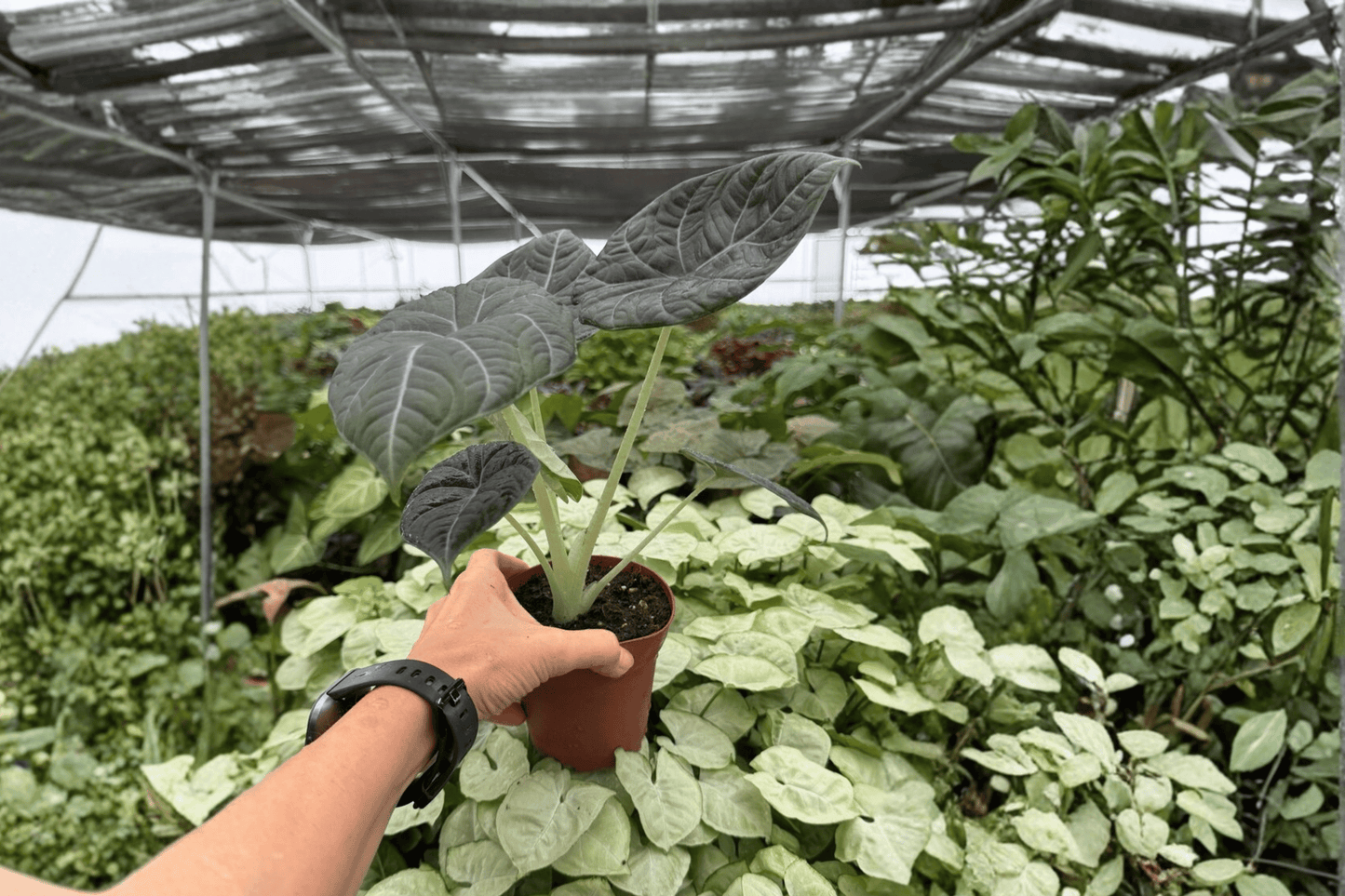 2 Exact Alocasia Maharani Live Plants in 4-Inch Pots – Alocasia 'Maharani'