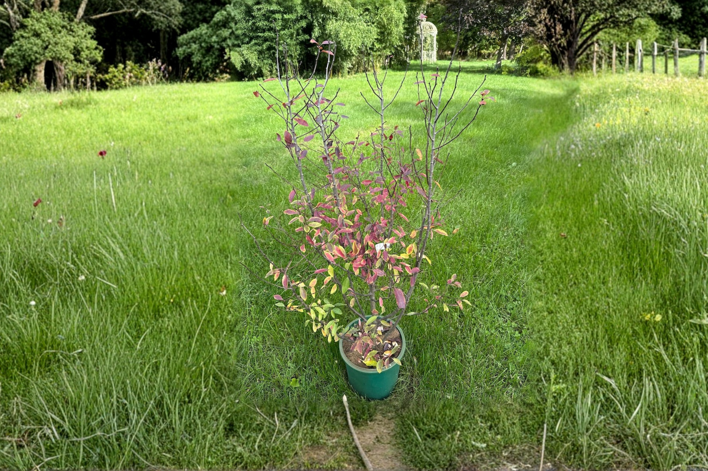 Mountain Holly Female 18” Live Plant – Nemopanthus mucronatus Berry Shrub in 2 Gallon Pot for Garden Landscape