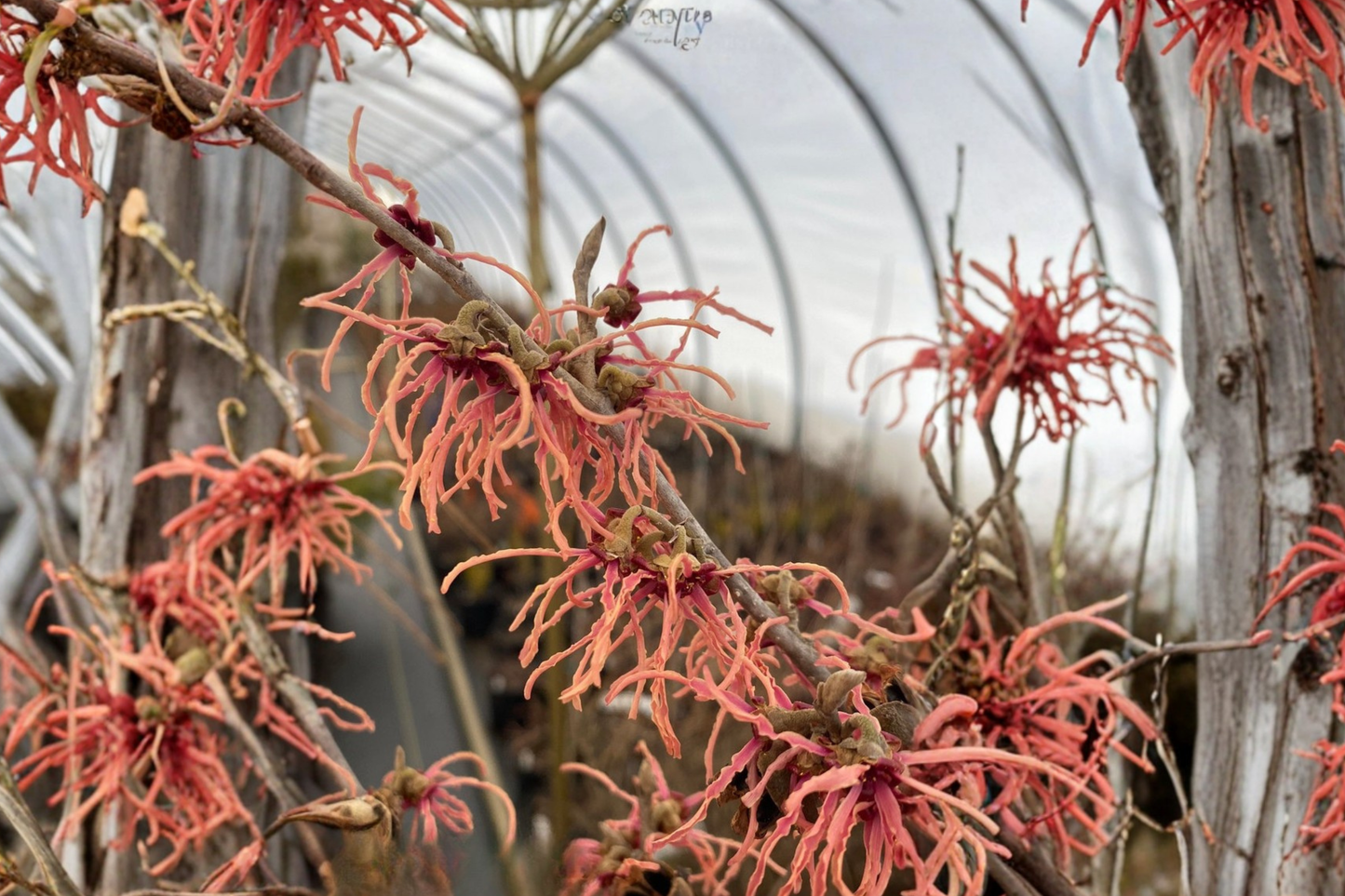 Spanish Spider Witch Hazel Bare Root 9 Inch Live Plant – Hamamelis intermedia Red Winter Blooming Shrub Garden