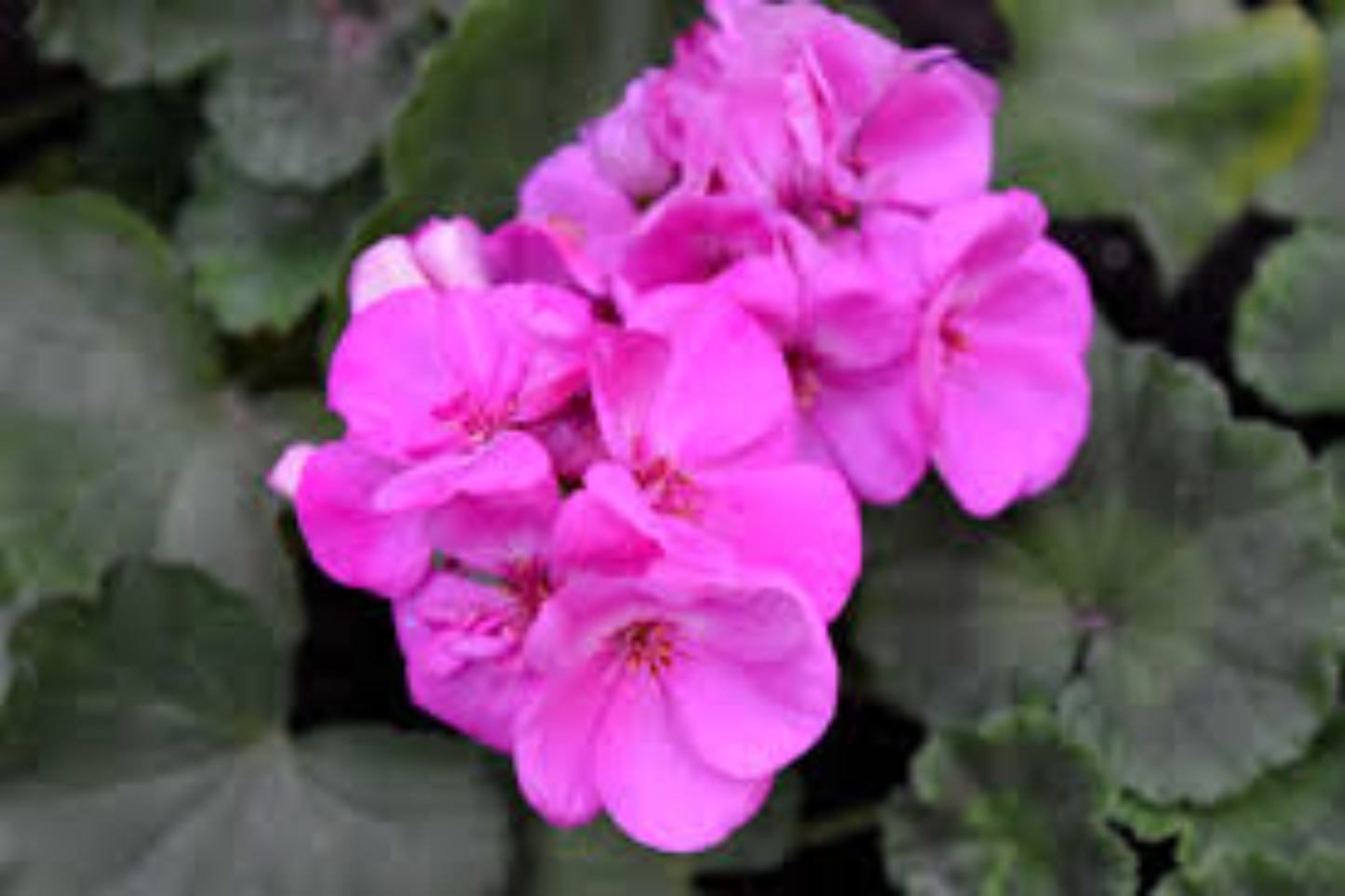 Purple Pink Zonal Geranium 12 Cuttings – 6 Inch Pelargonium Starter Cuttings