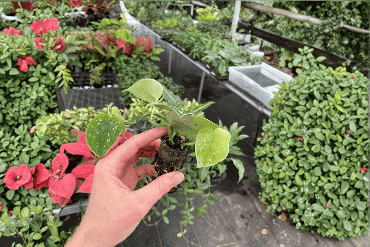 2 Scindapsus pictus 'Exotica' Starter Plants – Bare Root Live Satin Pothos