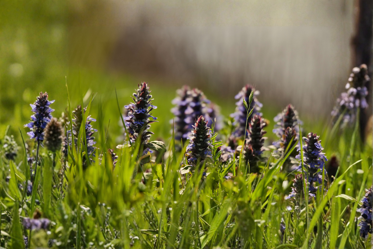 Catlins Giant Ajuga Live Plants 3 Rooted Starters in 1 Qt Pots Bugleweed Ground Cover Perennial Shade Plant